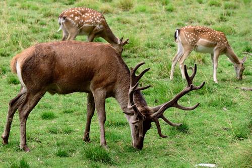 Ansicht von Reh und Hirsch