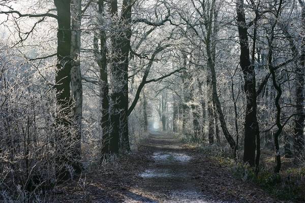Weg durch einen Winterwald
