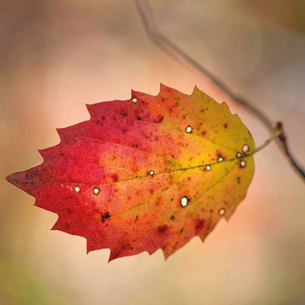 Quelle: pixabay.de Ansicht eines roten Laubblattes